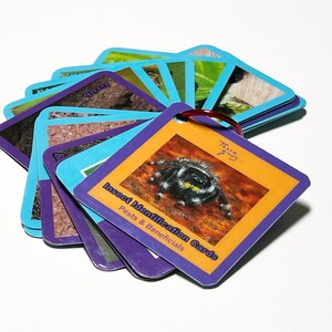 Cartes d'identification des insectes TessaGrows. L'achat vous donne également un accès exclusif à plus de contenu en ligne sur des insectes incroyables.