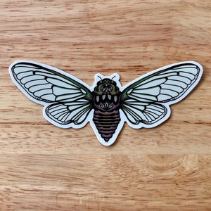 Cicada Sticker