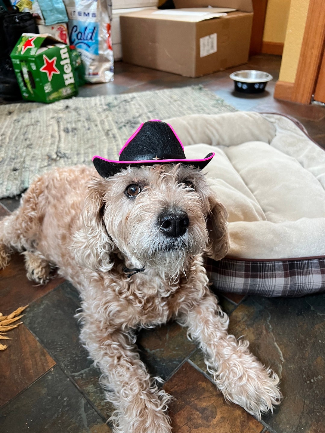 Pet Cowboy Hat Light up Cowboy Hat for Pets. Dog Cowboy Hat With Lights