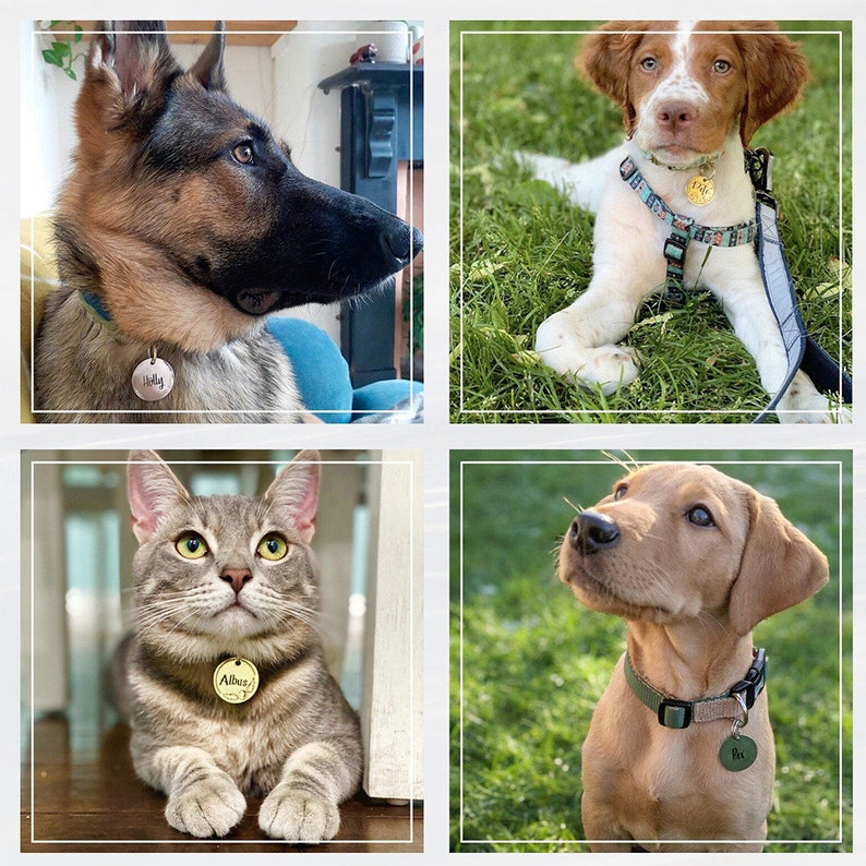 Médaille pour chat personnalisée, Médaillon Personnalisé animaux, Médaille Personnalisé gravée, Médaille gravée pour petit animal image 2