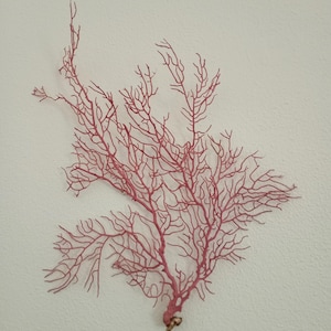 Coral Decor - Sea Fan - Reef Coral - Purplish Pink