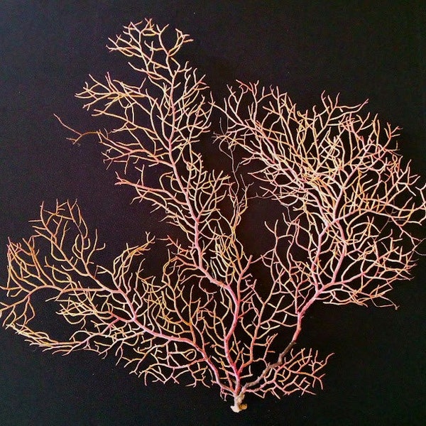 Sea Fan - Reef Coral - Pink/Yellow - Beach House Decor