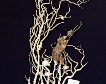 Ocean Decorations - Sea Fan - Reef Coral - White/Brown And Grey