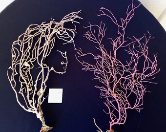 Sea Fan-Reef Coral - 2 Purplish Pink/White -Beach House Decor