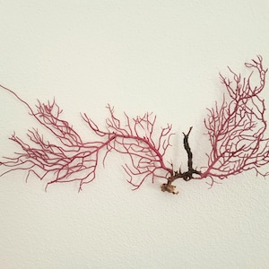 Coral Decor - Sea Fan - Reef Coral - Purplish Pink