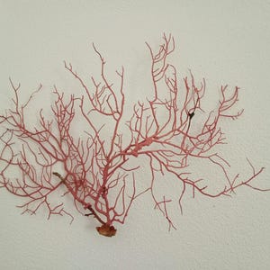 Coral Decor - Sea Fan - Reef Coral - Purplish Pink
