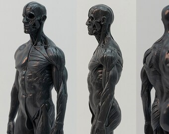 Artist anatomy tool, Art Male sculpture statue, human body figure model, muscle reference