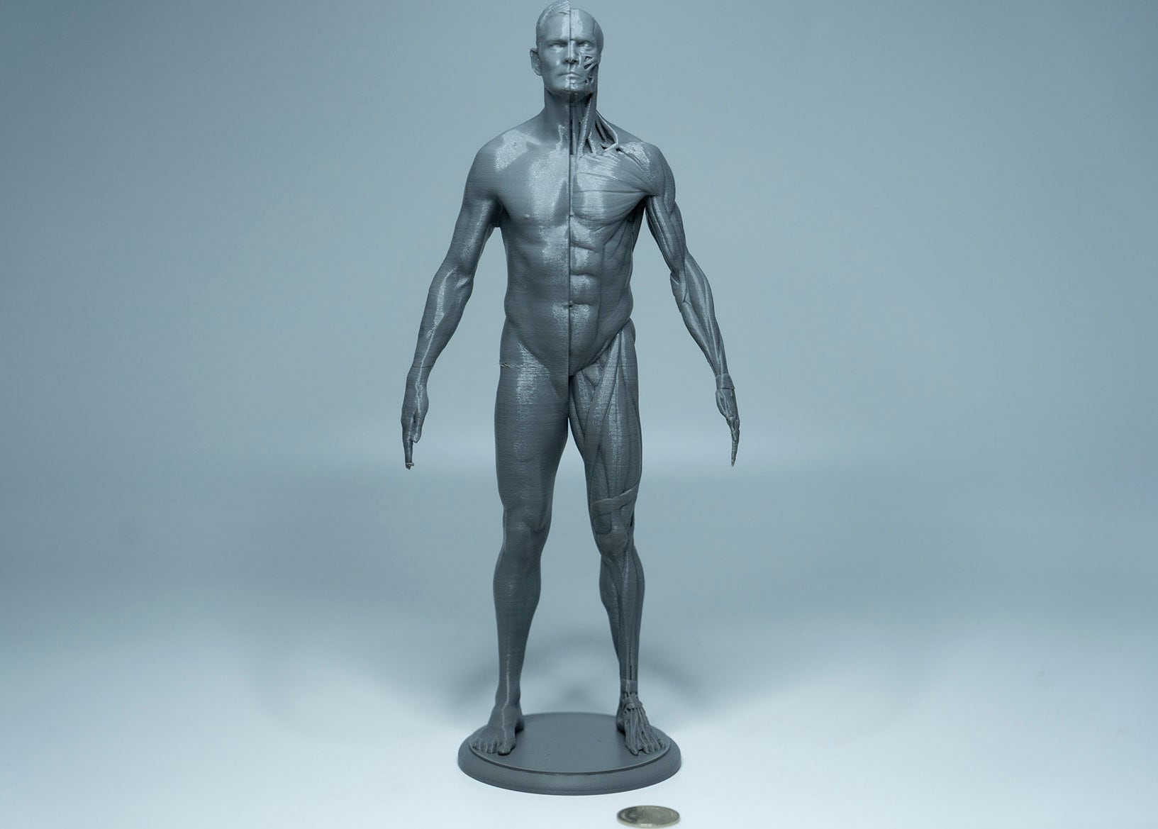 Muscles Models Reference Artist Anatomy Tool Art Muscle Reference Model Male Full - Etsy