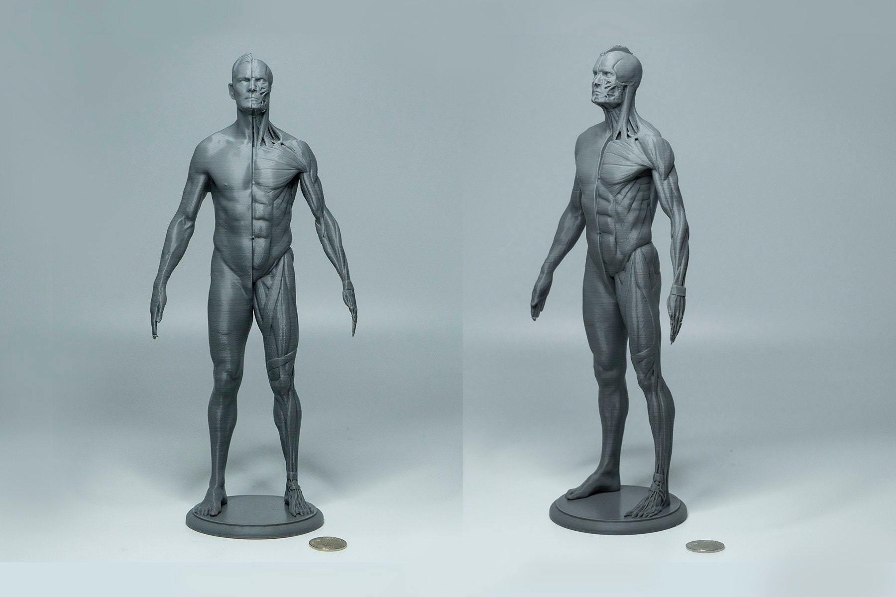 Muscles Models Reference Artist Anatomy Tool Art Muscle Reference Model Male Full - Etsy