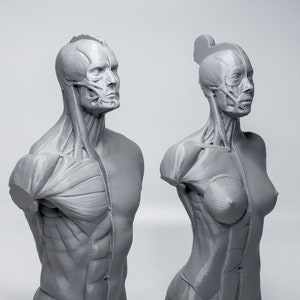 Artist Anatomy Tool, Art Muscle Reference Model, Female Human Body Figure  Sculpture Statue, Torso 