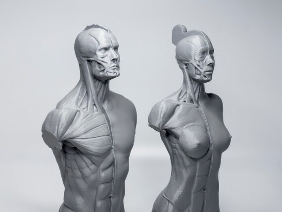 Human Female Reference Models