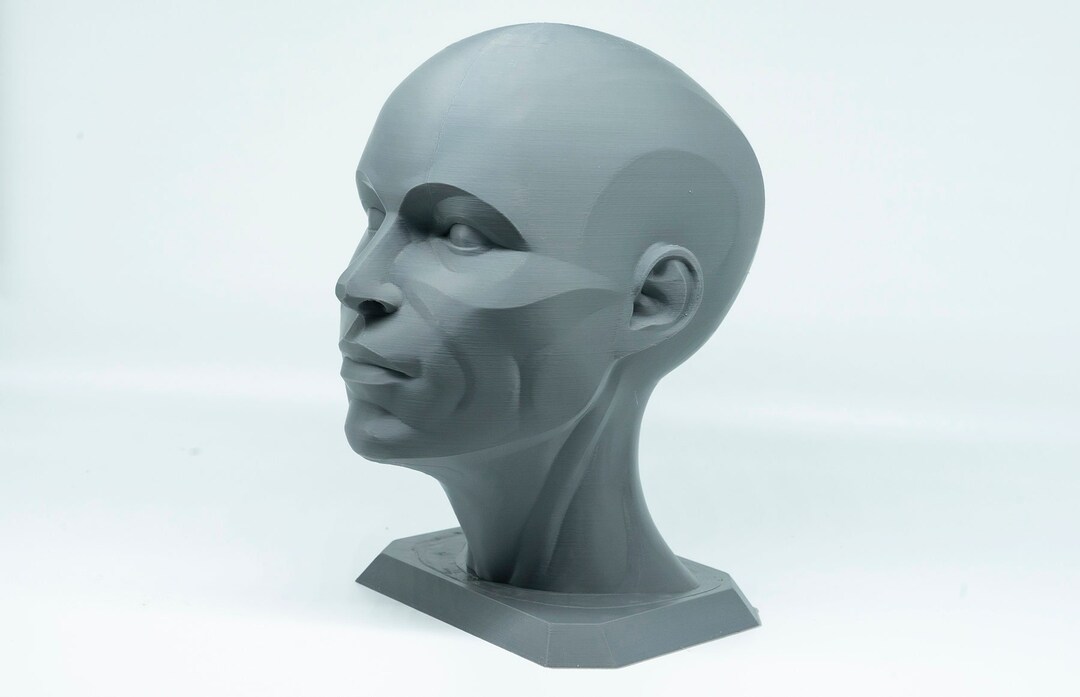 Planar Head Model, Artist Anatomy Sculpture Statue, Human Male Female