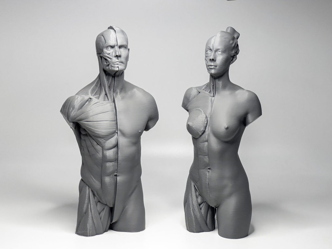 Artist Anatomy Tool Art Muscle Reference Model Male Human - Etsy