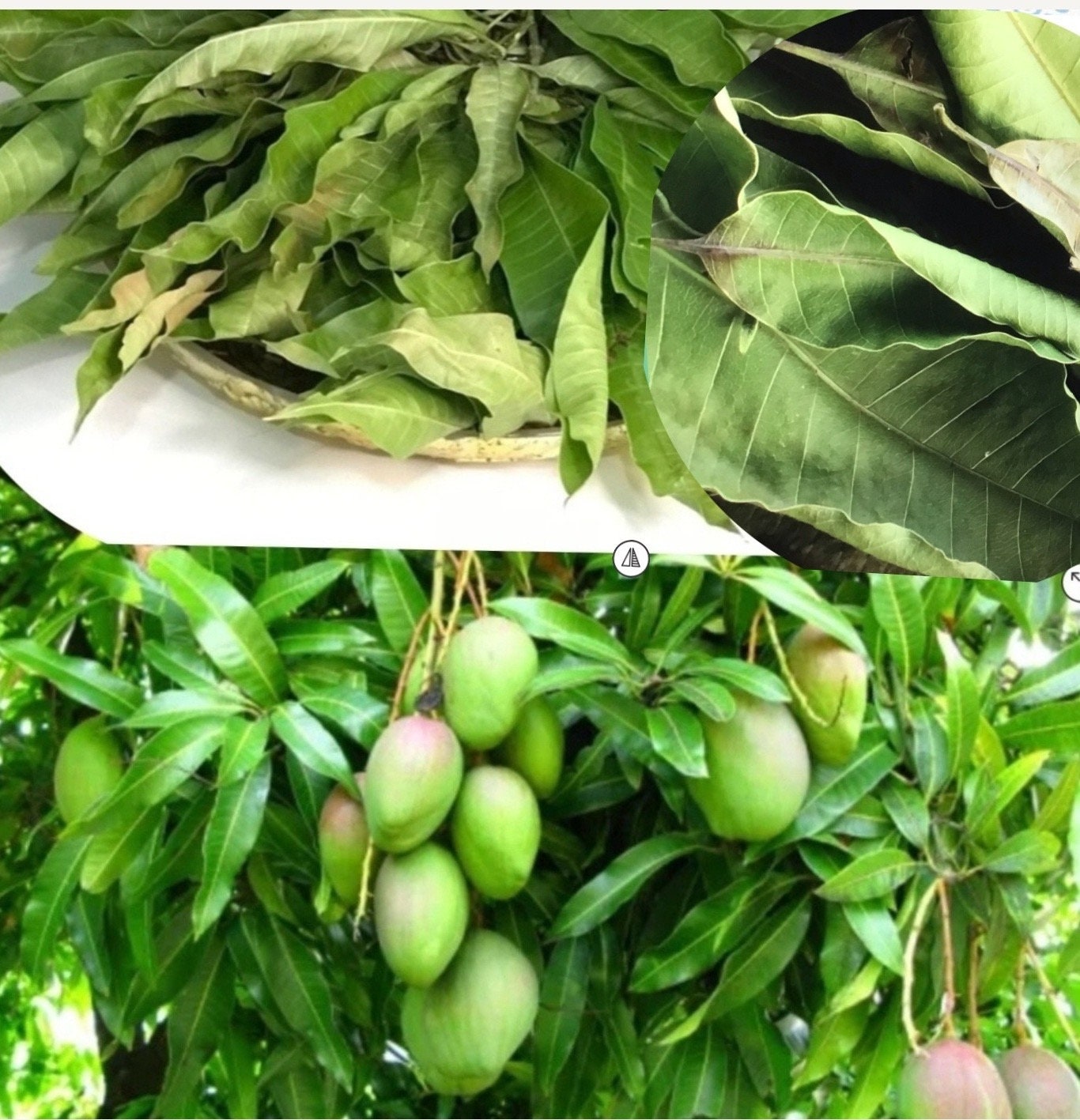 Feuilles de Manguier Cueillir Séchées 100 % Biologique Pour Infusion Thé Santé Livraison Gratuit