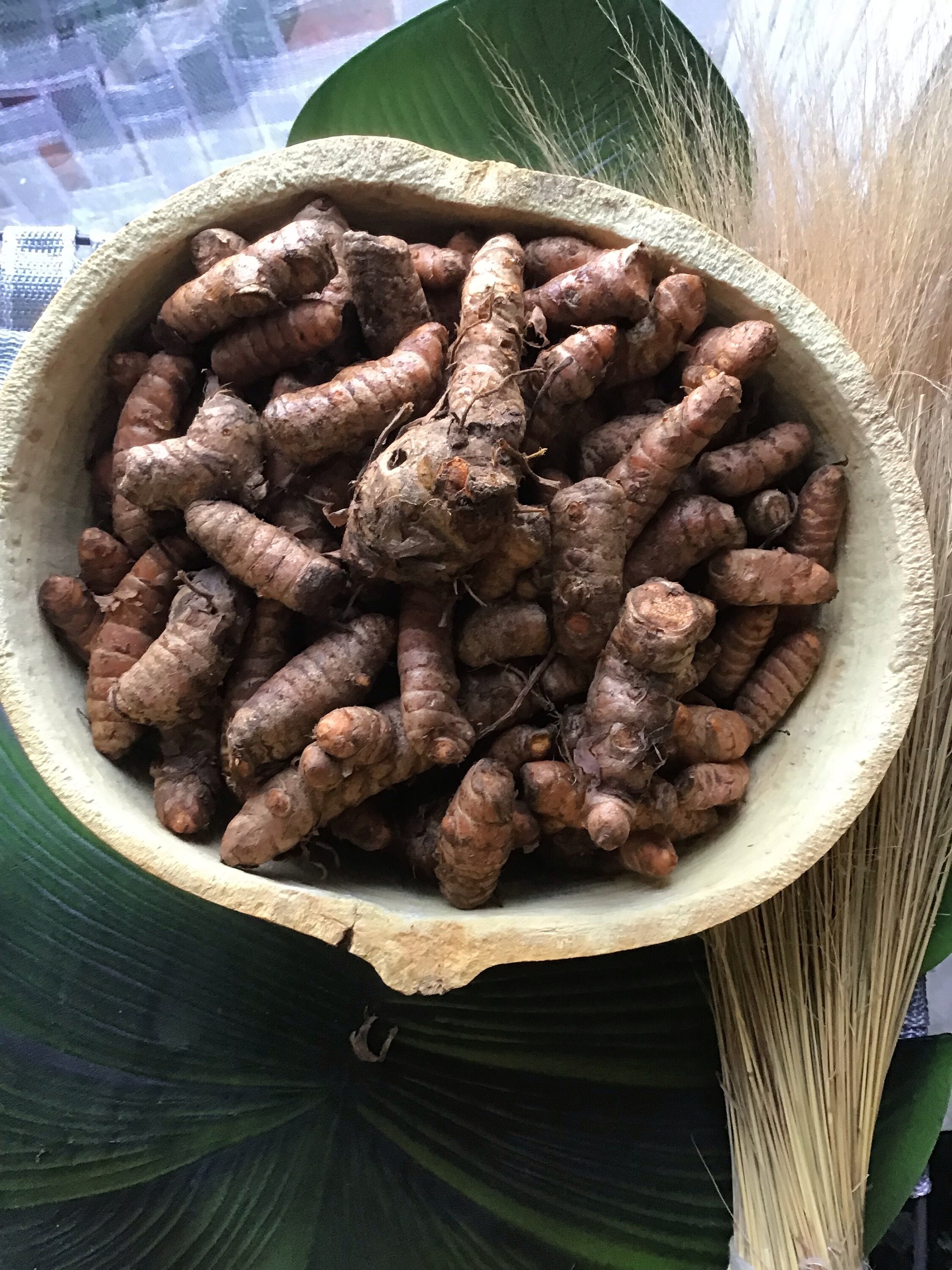 Racines de Curcuma Frais Biologique Côte Ivoire