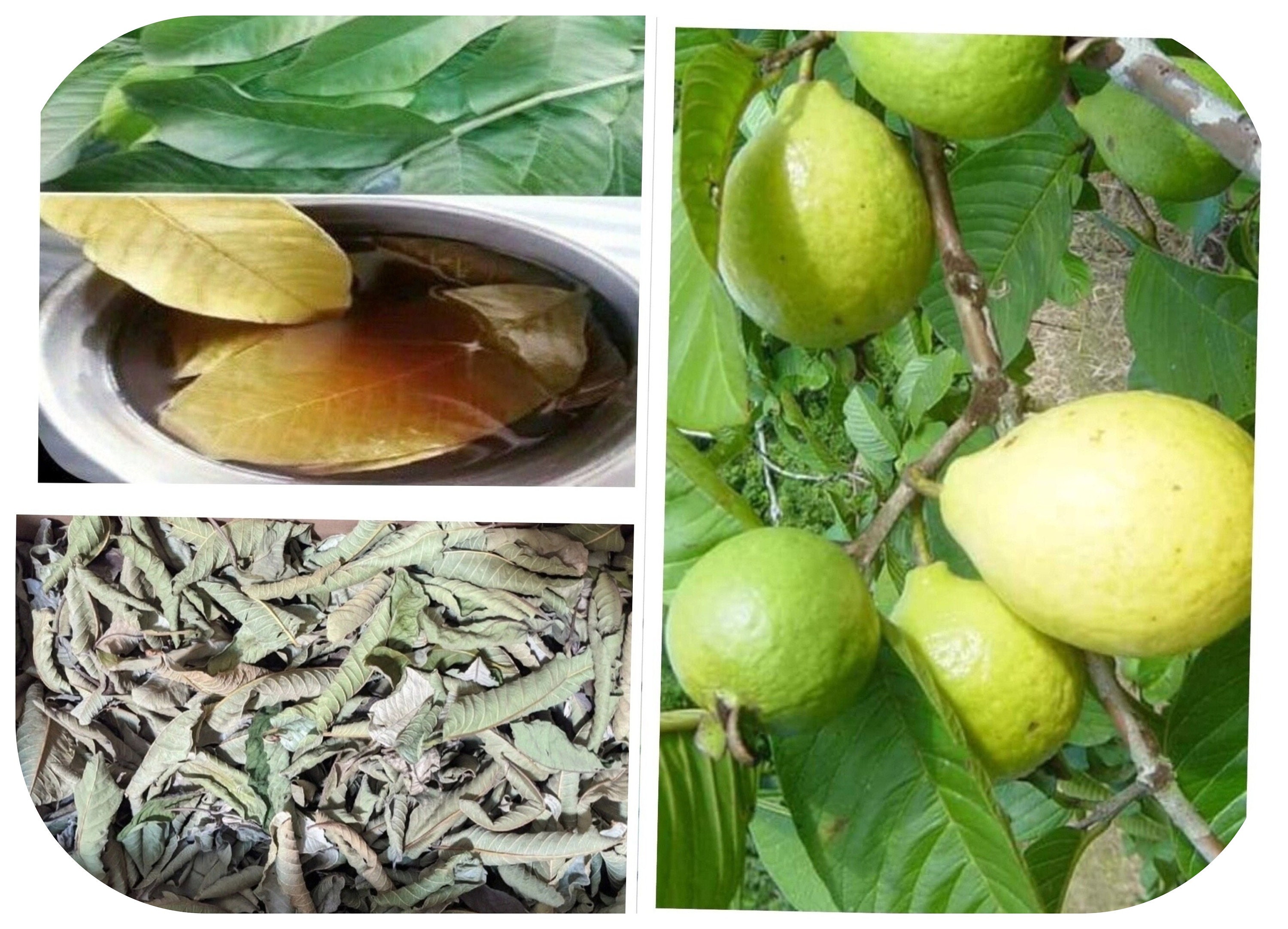 Feuilles Séchées de Goyaves 100 Naturel Livraison 24 Heures