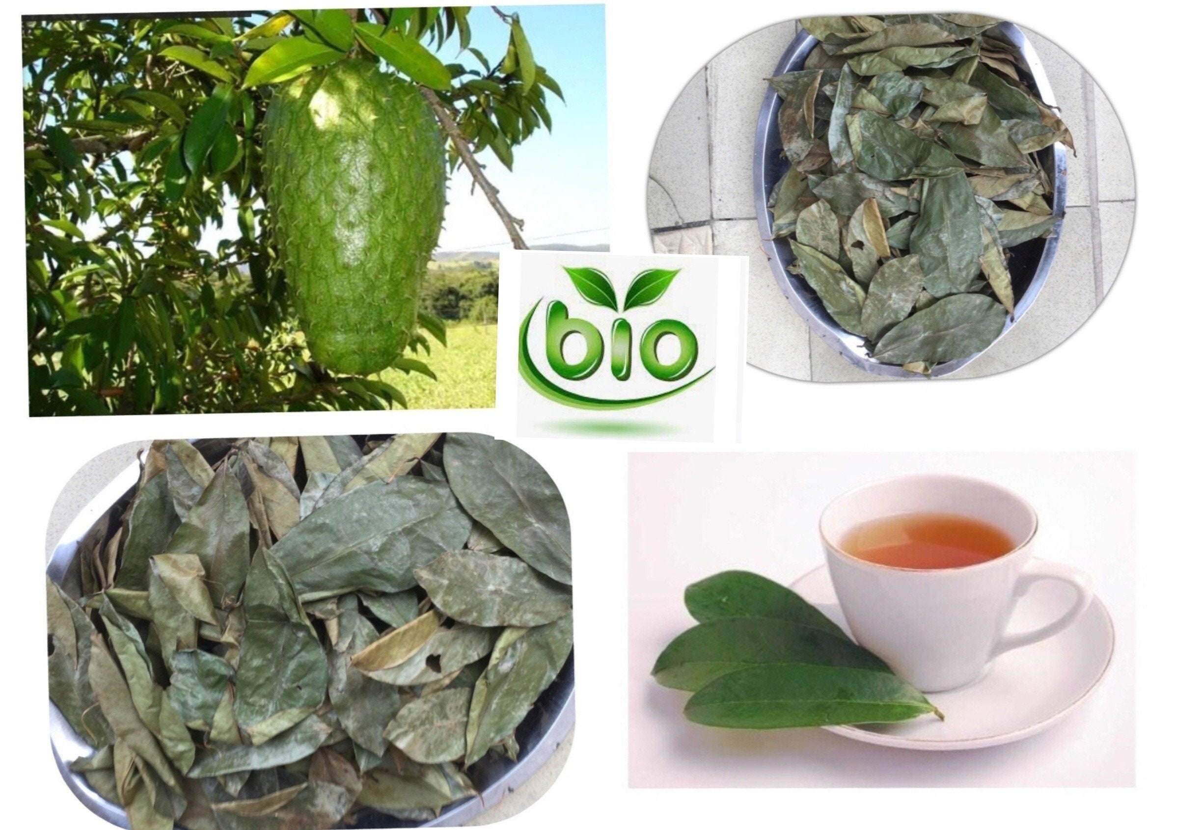 Feuilles Entières Séchées de Graviola Corossol Annona Muricata