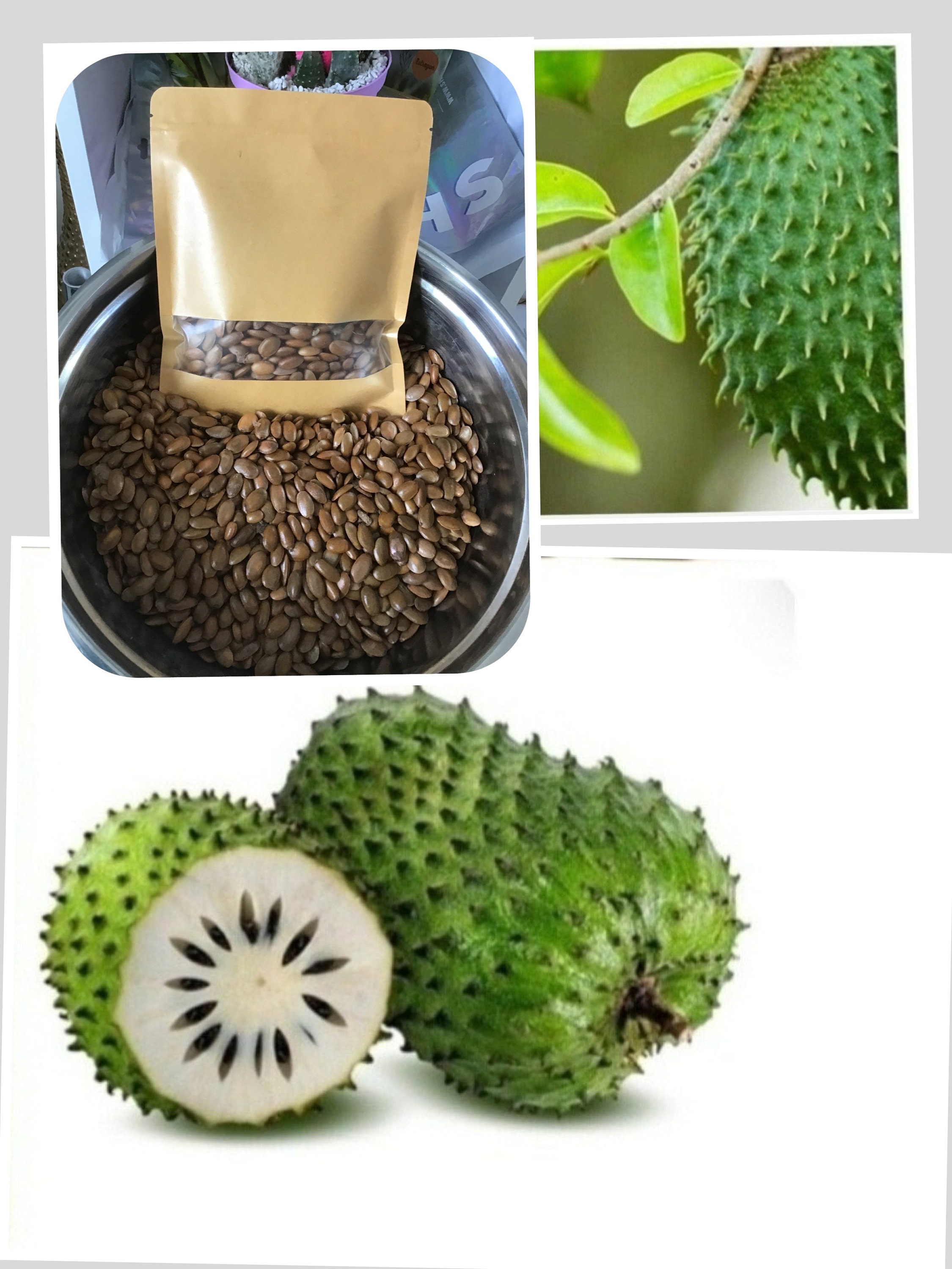 Graines de Corossol Anne Muricata Graviola 100% Naturel