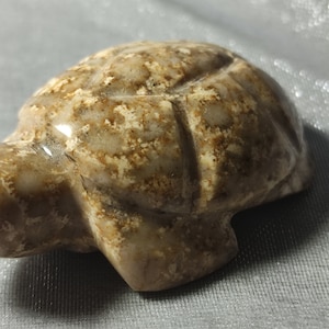 brown coral fossils turtle decoration stone animal gift