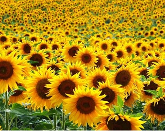 50 - 5000 Yellow Single Giant Sunflower Seeds To Grow (Helianthus Annuus)