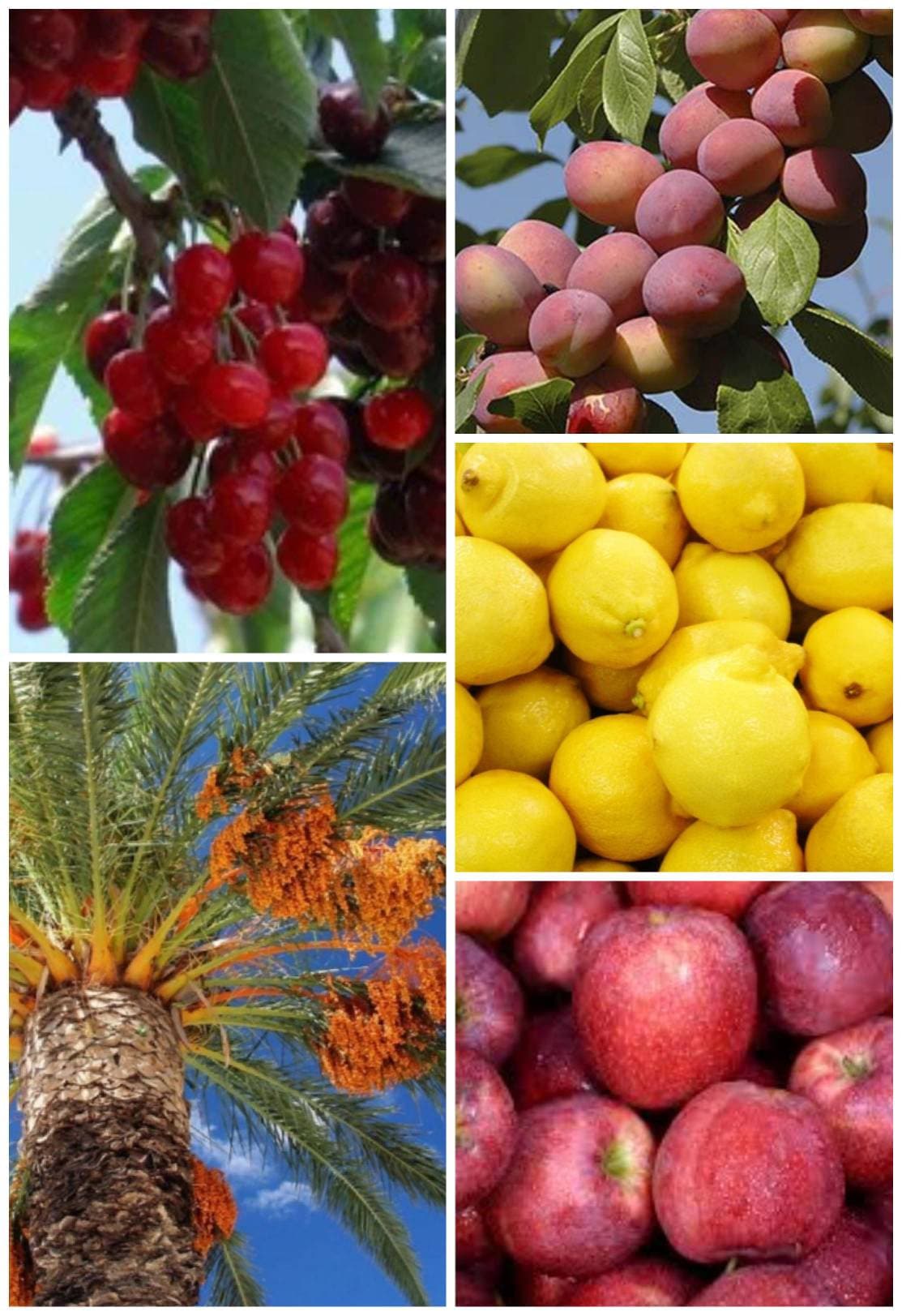 25 Fruit Seeds Pack Gala Apple Seeds Plum Cherry Tree Etsy UK