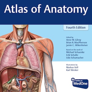 May include: A detailed anatomical illustration of the human torso, showing the muscles, bones, organs, and circulatory system. The image is from the book "Atlas of Anatomy, Fourth Edition".