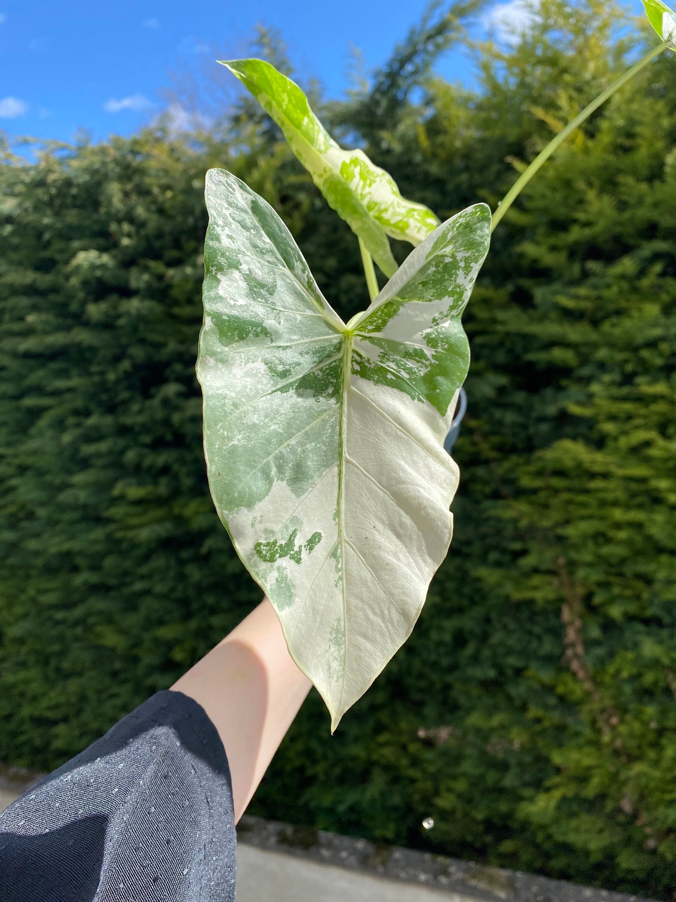 Alocasia Macrorrhiza Variegata