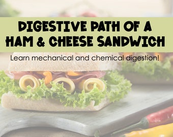 Digestive System Study Guide! Path of a Sandwich - Mechanical and Chemical Digestion w/BONUS Images! *Nutrition Nursing Students*
