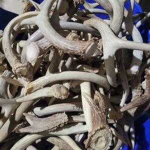 Lot of 1 Pound Small A Grade Whitetail Deer Cutoff Antler Decor Bulk Craft