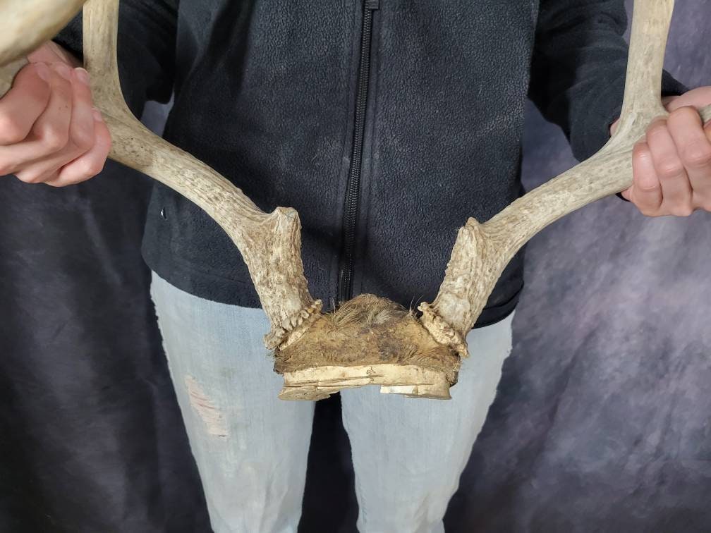 Wild 8 Point Whitetail Deer Antler Rack Decor Typical Skull Plate - Etsy