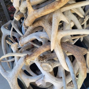 Lot of 10 Pounds Chalk C Grade Weathered Whitetail Deer Antler  Decor Bulk Craft