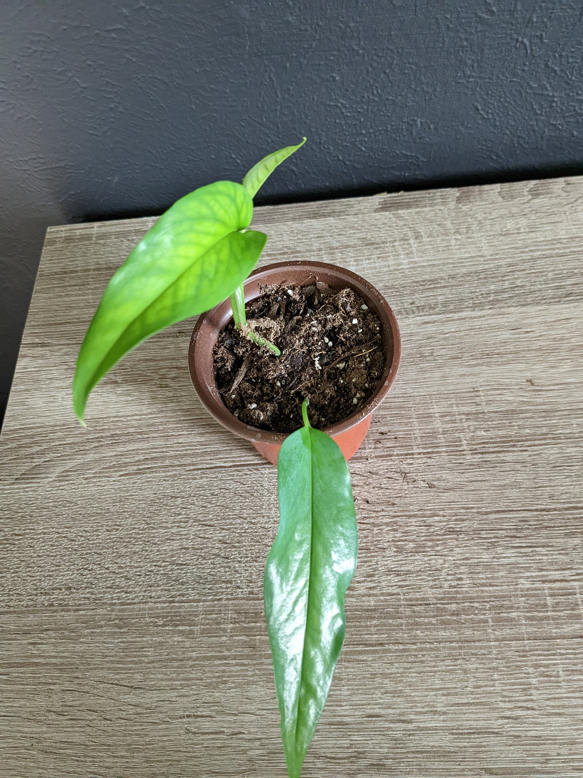 Skeleton Key Pothos Epipremnum Pinnatum Rare Plant Rare Etsy