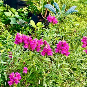 Snapdragon Seeds
