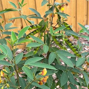 Pigeon Pea Seeds
