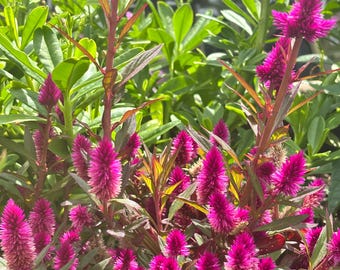 espinacas de Lagos