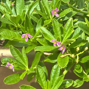 Surinam Spinach (Purslane)