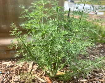 May include: A vibrant green dill plant with feathery leaves, growing in rich brown soil. The plant is in front of a large, metallic container. The image is taken outdoors on a sunny day.