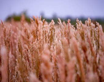 Everglades Bluestem Wheat Grass Giclee Photo Print