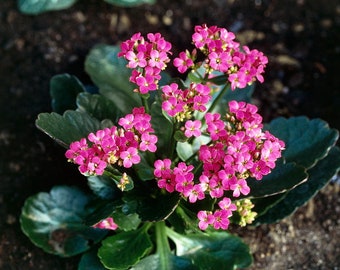 Set of 2 .Kalanchoe blossfeldiana  plant