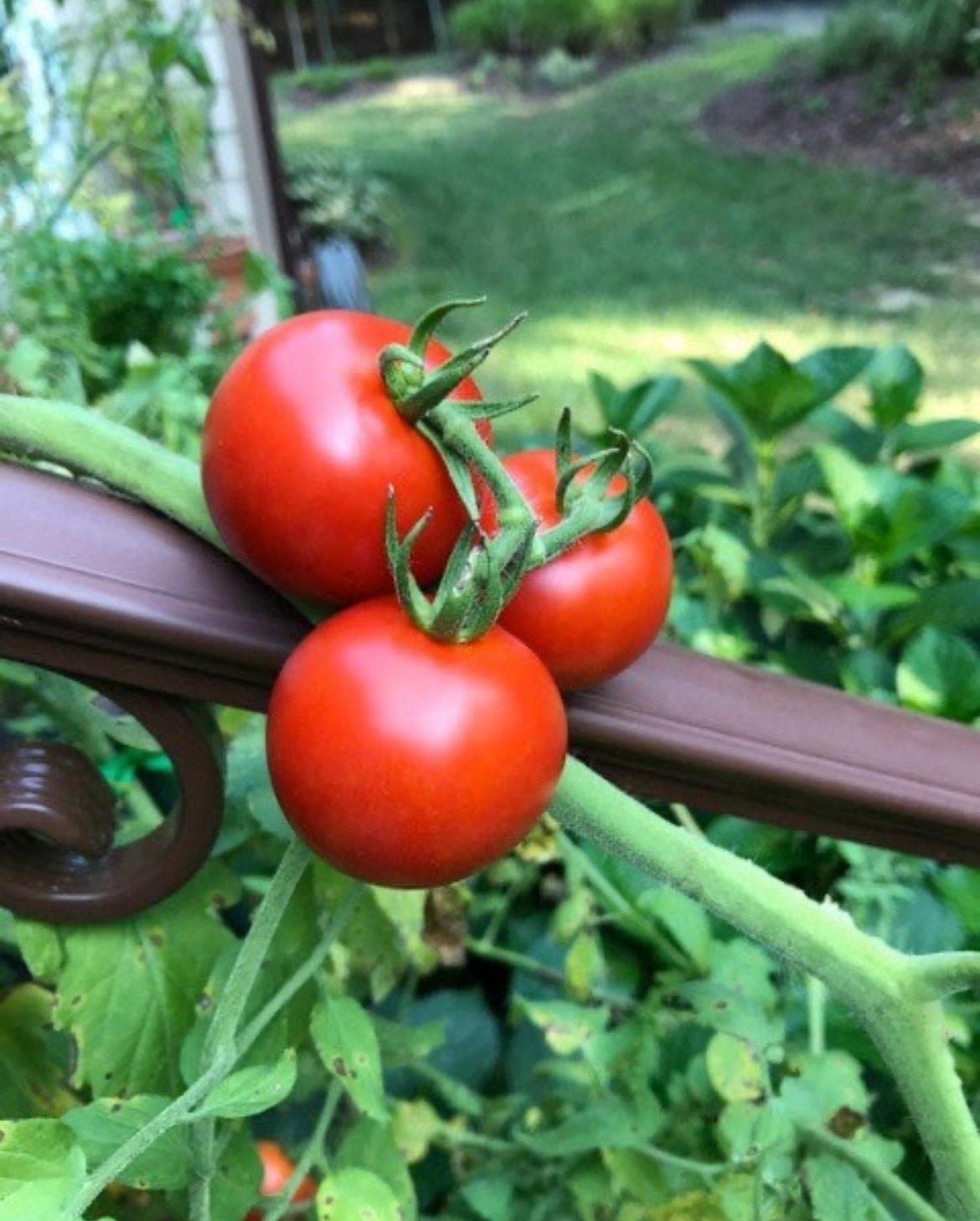 Campari Tomato Plants Etsy