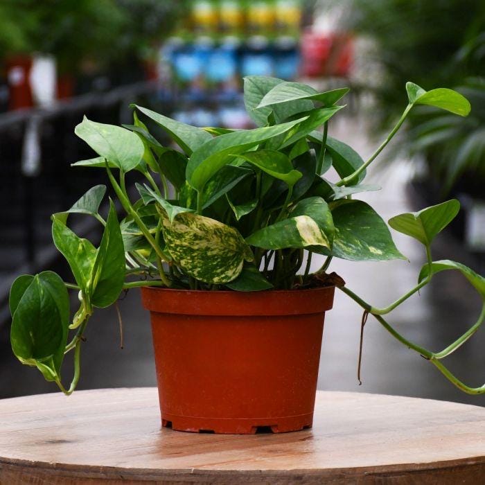 orange marmalade philodendron Philodendron Orange Marmalade main image 1