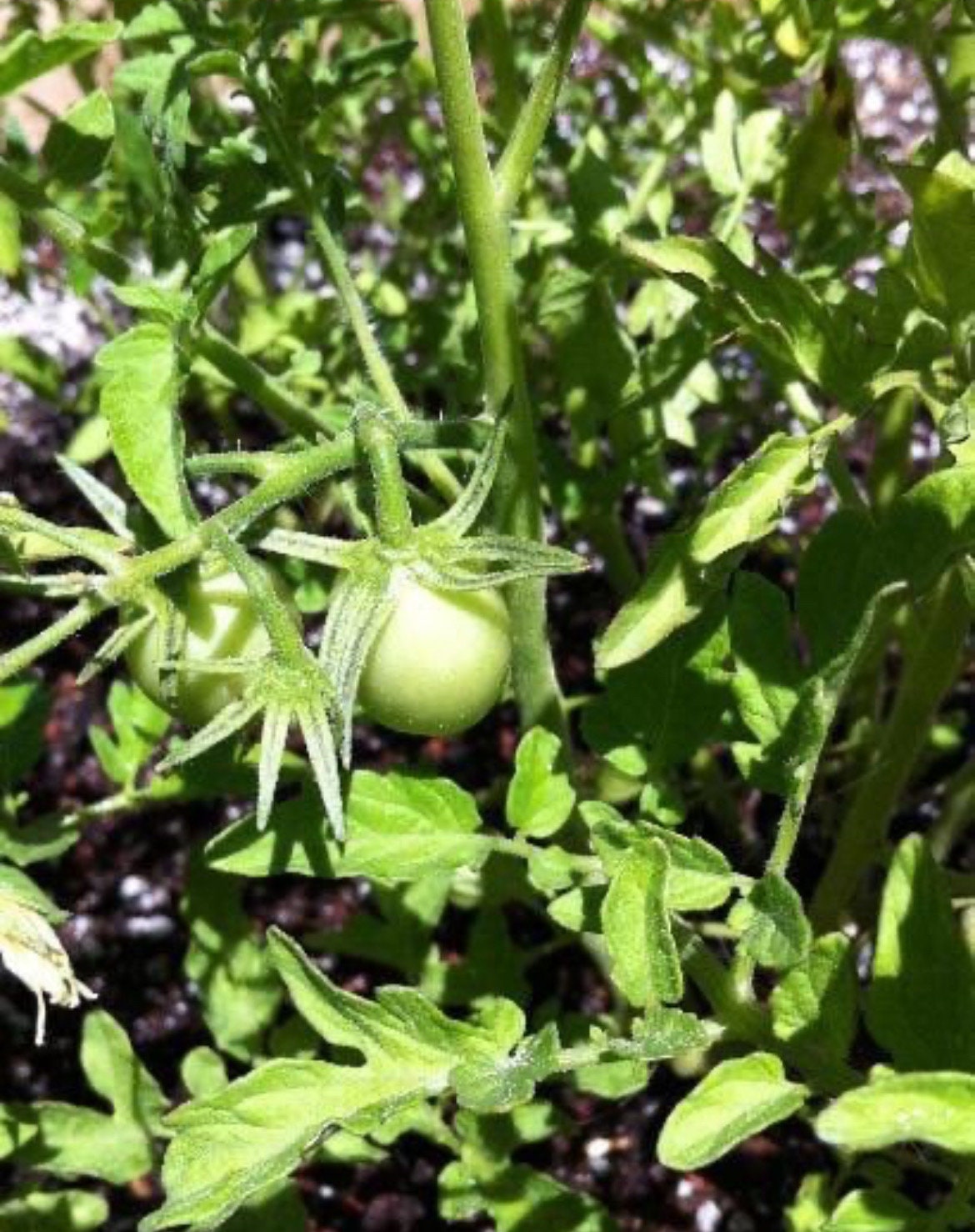 Campari Tomato Plants Etsy