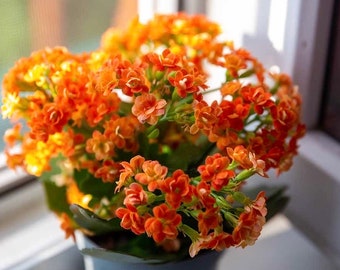 Set of 2 .Kalanchoe blossfeldiana  plant