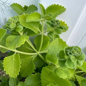 Spanish thyme and Cuban oregano