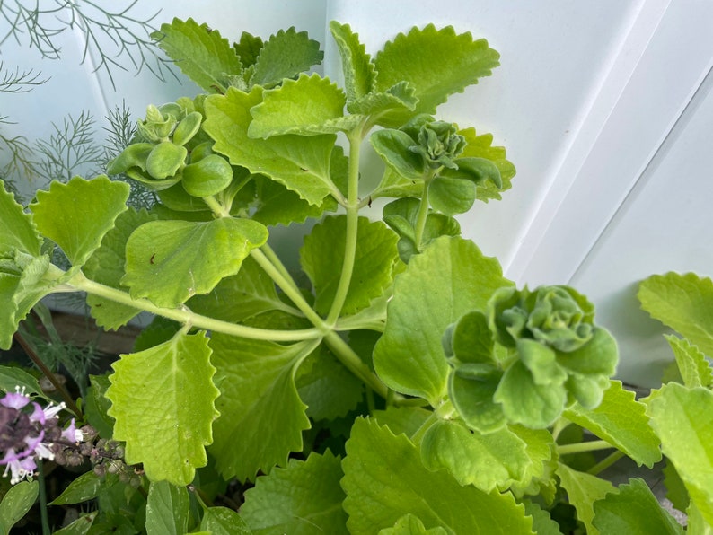 Spanish Thyme and Cuban Oregano Etsy