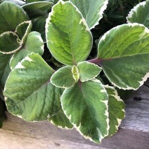 May include: A variegated plant with broad, textured green leaves featuring prominent white margins. The foliage is arranged in a dense, clustered pattern with visible veins and reddish-purple stems connecting the leaves at the central base.