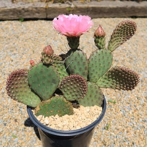 Opuntia ,prickly pear cactus
