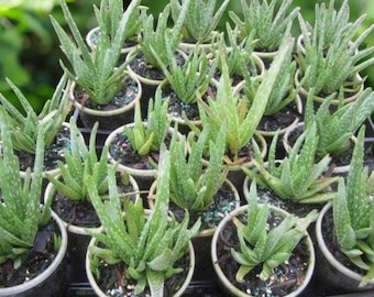agaven zimmerpflanzen Agave victoriae-reginae – klassische Victoria-Agave