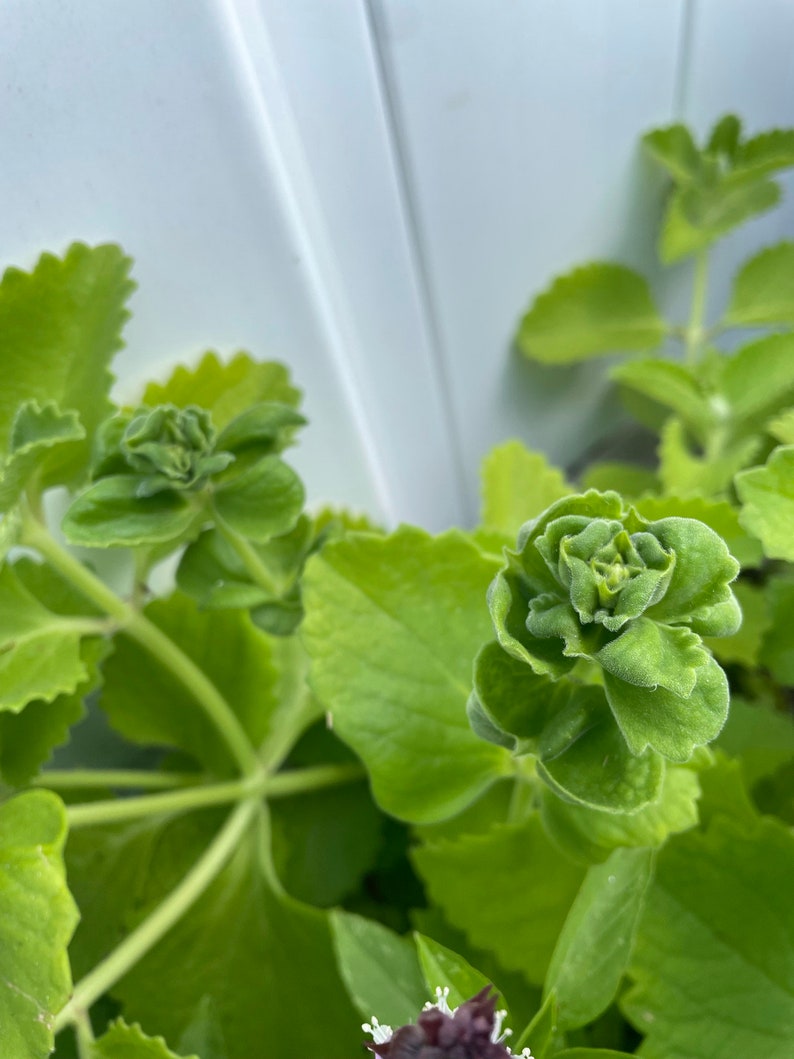 Spanish Thyme and Cuban Oregano Etsy