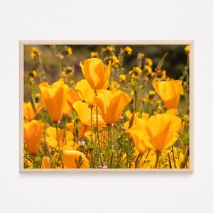 Wildflower Photography Golden Poppy Wildflower Cottagecore Boho Printable Wall Art Boho Wall Art Boho Wall Decor Dorm Decor Botanical Print